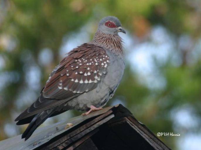 pigeon-sp - Porumbei salbatici