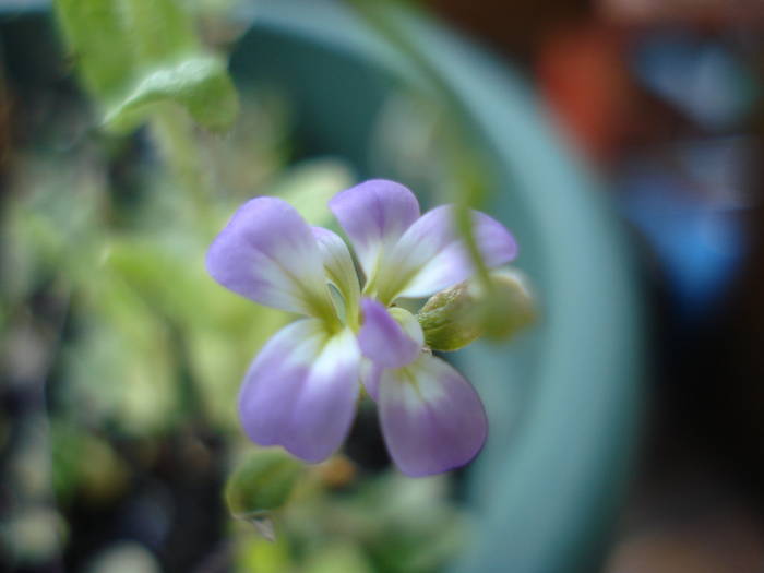 Little Blue Flower (2009, August 11)