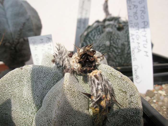 Astrophytum myriostigma - fruct crapat