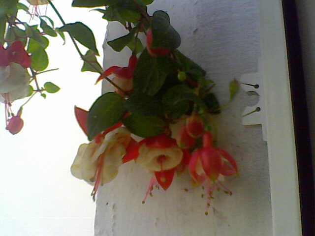 Picture 003 - florile mele