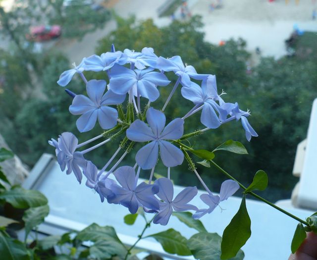 P1160589 - PLUMBAGO