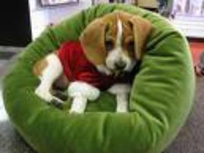 beagle 4 - Beagle puppy