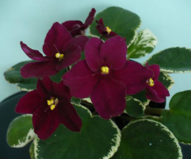P1120736 - Saintpaulia - violete de camera