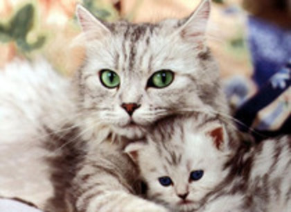 pisici-haioase-in-casa-atacate-de-babau-2009 - pisicute dragute