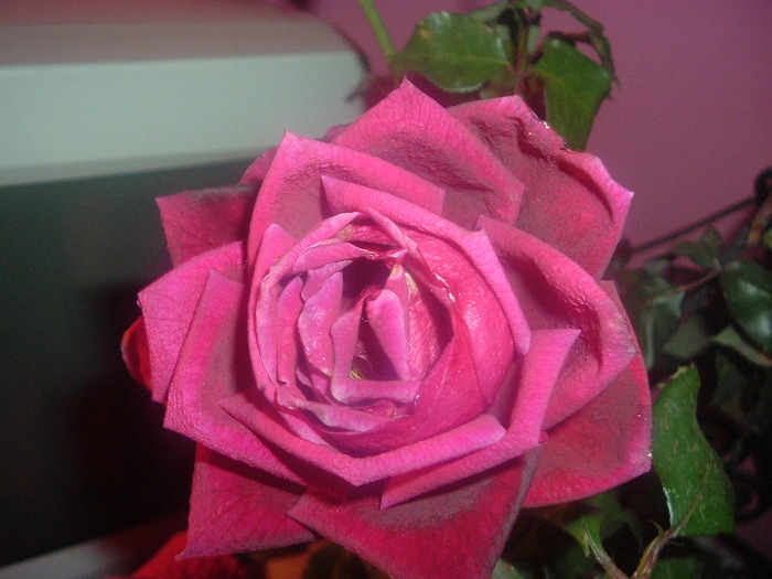 DSCF9577; trandafir de gradina
