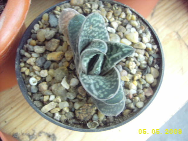 Gasteria bicolor v. liliputana - cactusi si  suculente 09