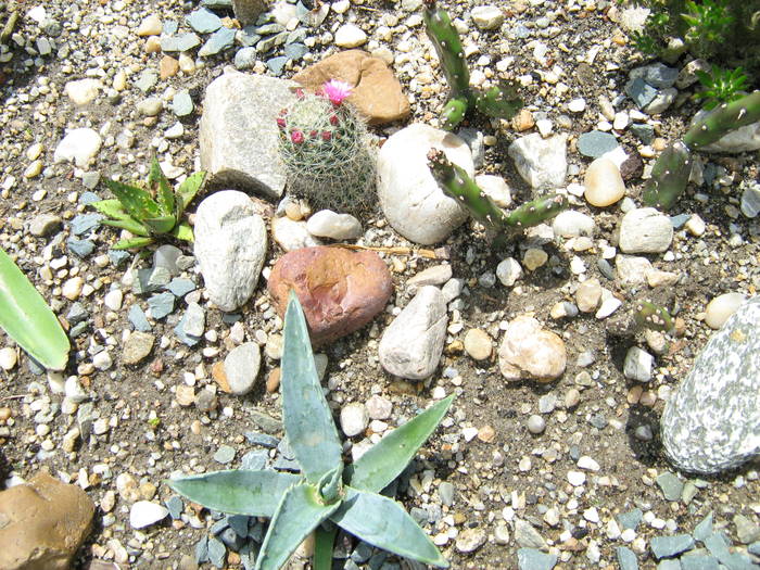 IMG_8655 - Cactusi la mosie 27 iunie 2009