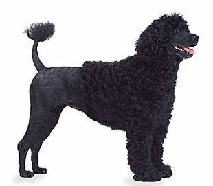 portuguese_water_dog