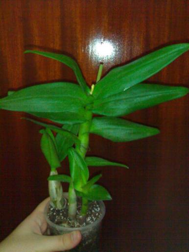 Dendrobium biggibum - Dendrobium phalaenopsis 2008