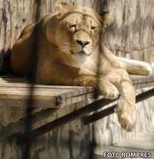 image-2008-03-5-2513577-46-leoaica-elsa[1] - Animale