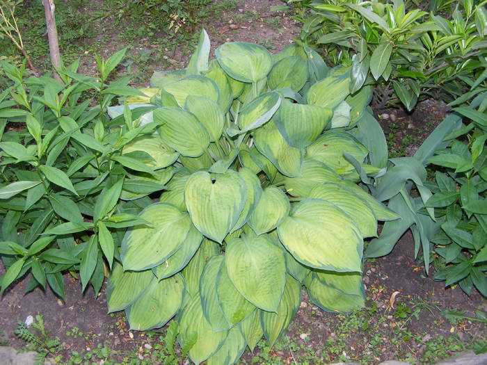 hosta - flori si animale 2009