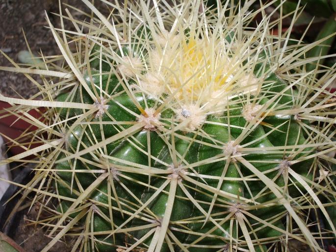 Echinocactus grusonii - cactusi