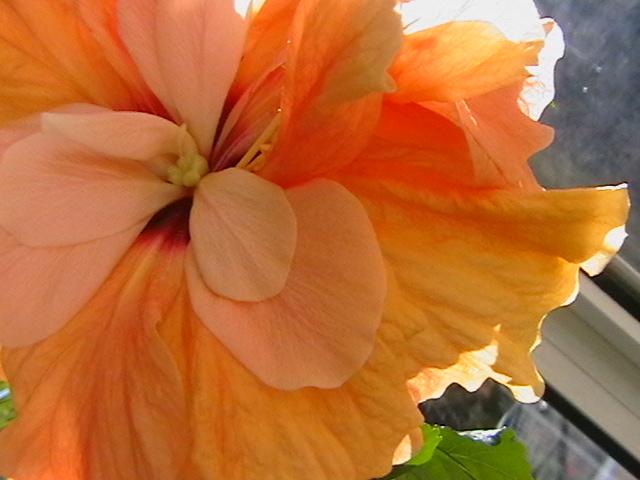 2.03 - hibiscus 2009