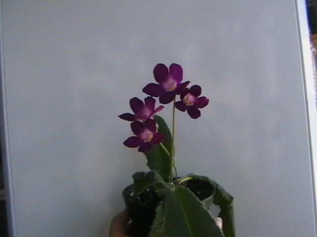 17.02 - streptocarpus 2009