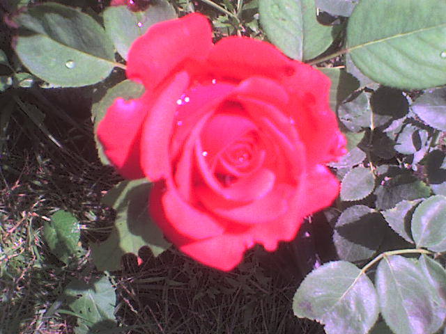 DSC00753 - trandafiri