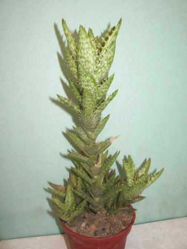 Aloe  squarosa