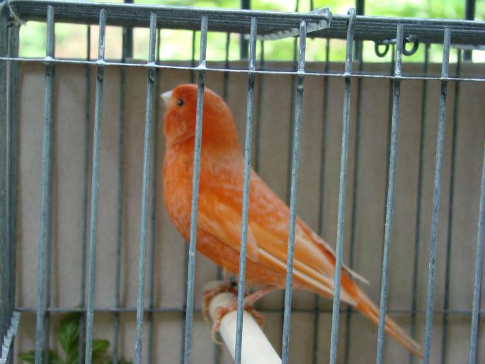 DSC00651 - 18-05-2008