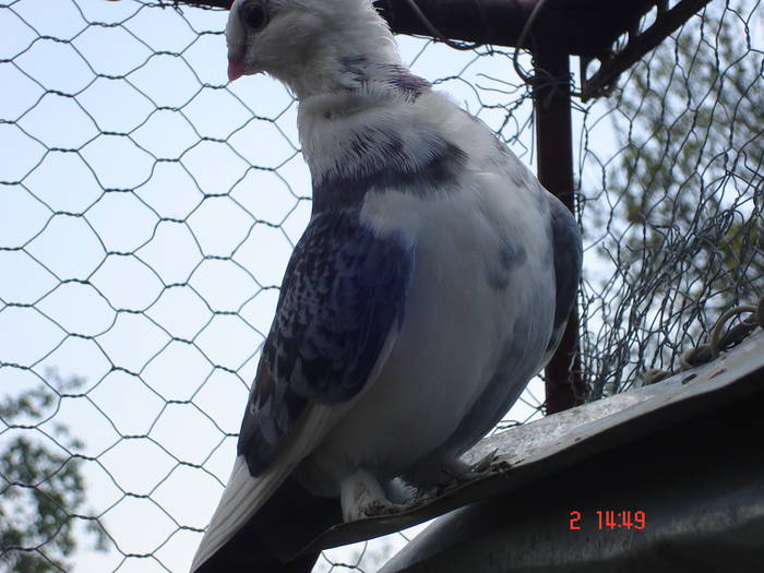 79 - C Porumbei Blueti si Satineti Vechi