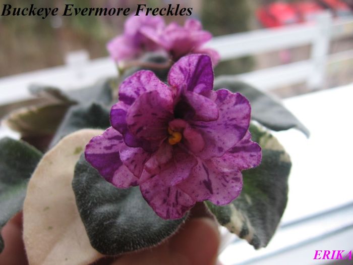 Buckeye Evermore Freckles 2010 jan 12 - Violete de colectie