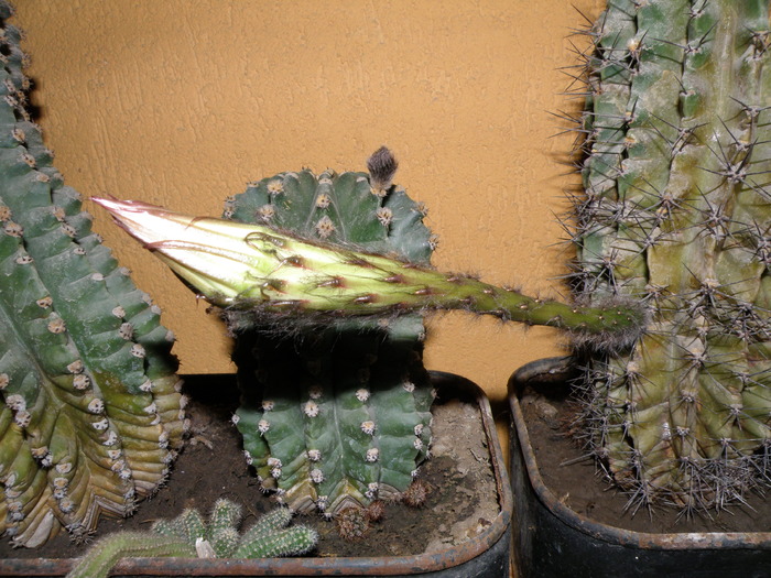 Picture 008 - cactusi