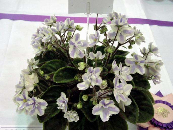 The_Alps_2005avsa_3 - violete de pe net 1