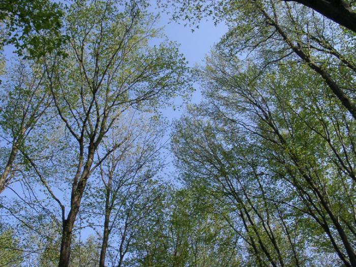 Ce pomii frumosi; ce pomii frumosi!
