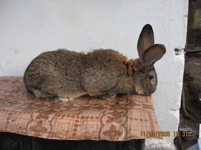 IMG_6711; urias belgian
