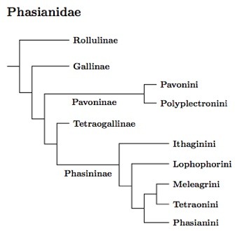 phasianidae