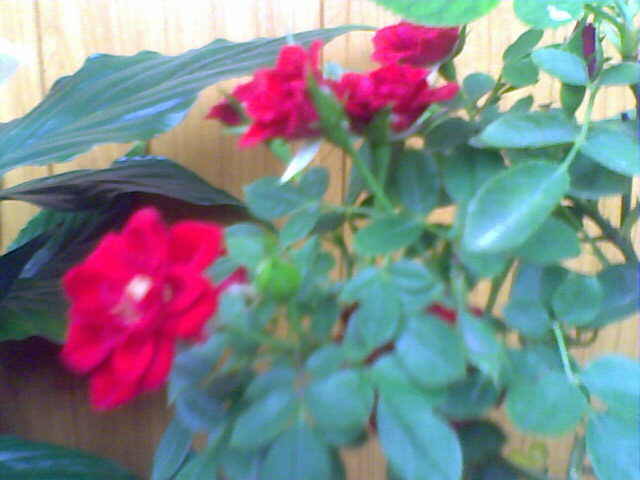 Trandafir - florile mele