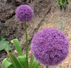 b_ceapa_ornamentala_allium_lucy_ball[1] - poze flori