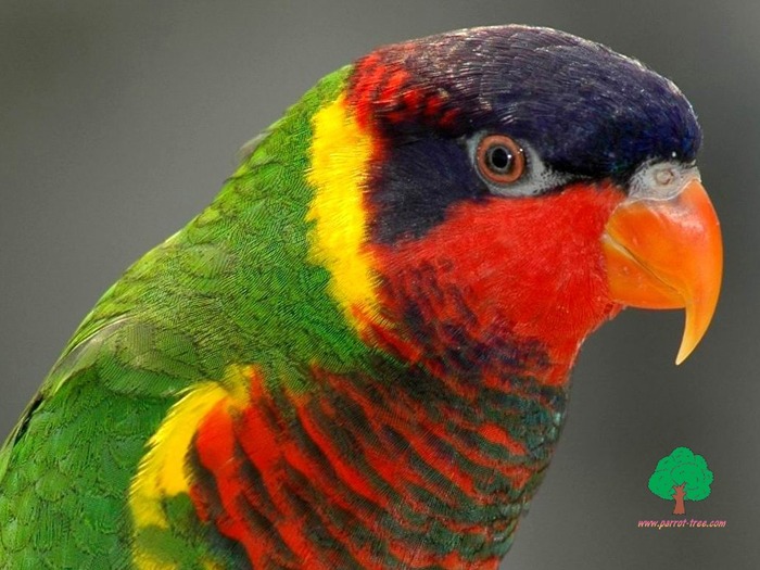 Wallpapers - Parrots - 41 - PAPAGALI