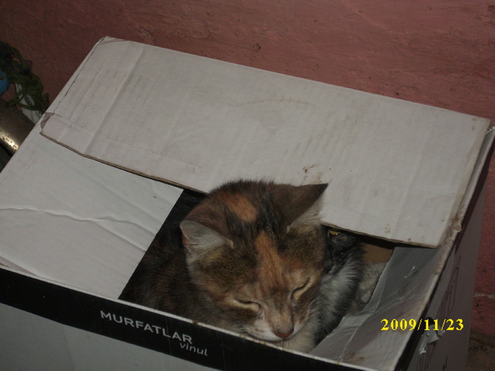DSCI2705 - pisici si catelusa Boggy