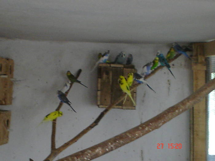 DSC05880 - PERUSI alte poze 2009