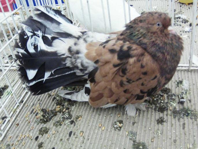 roll debr alm XX - 1502 partea 3