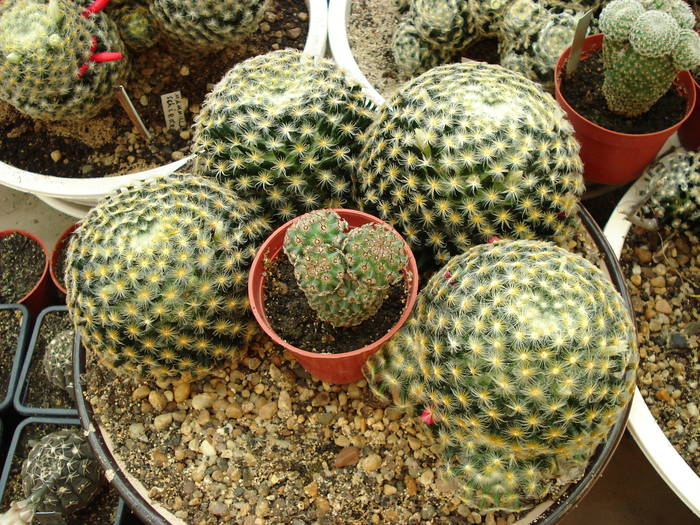 DSC07942 - Cactusi