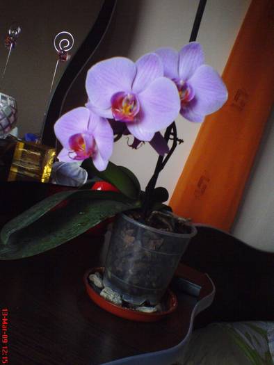 DSC02803 - Phalaenopsis