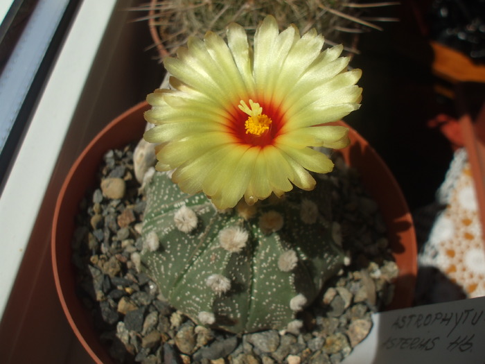 DSCF1153 - cactusii mei