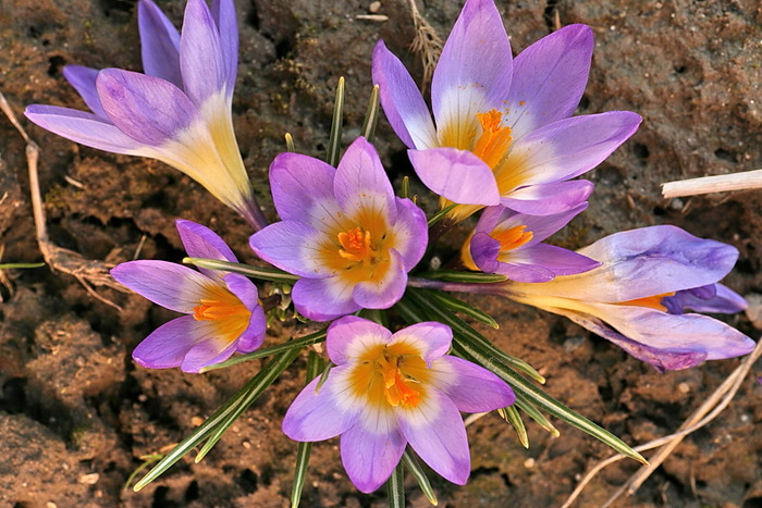 Tricolor - zz Crocus