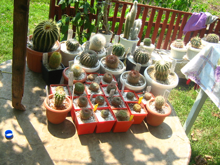 Picture 025 - cactusii mei
