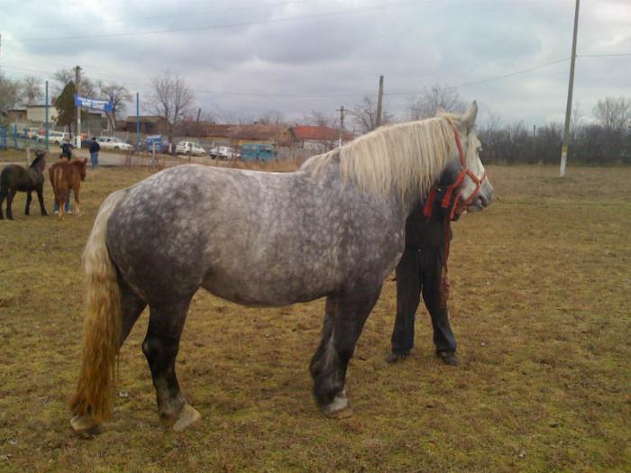 Percheron - Cai de rasa Percheron