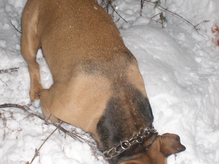 ALEX FOUND SOMETHING IN THE SNOW; Oare ce a gasit Alex?
