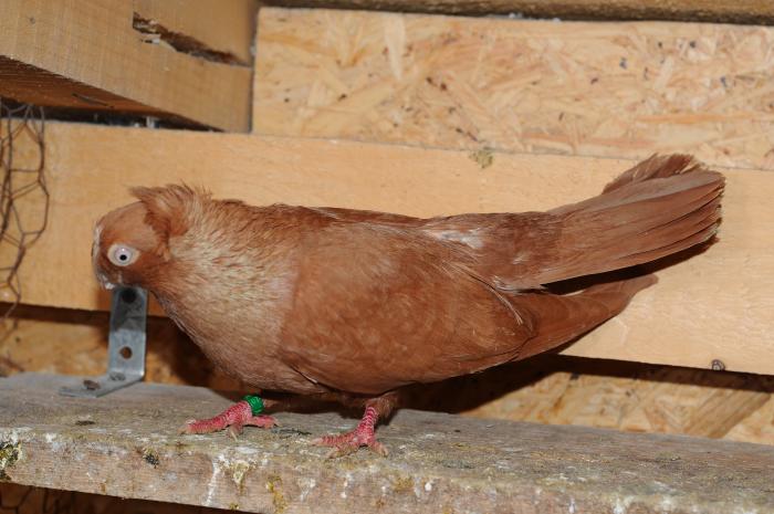 DSC_9933 - jucatori dublumotati calarasi 2008