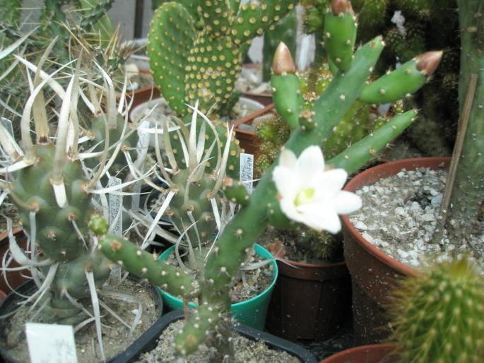Opuntia salmiana