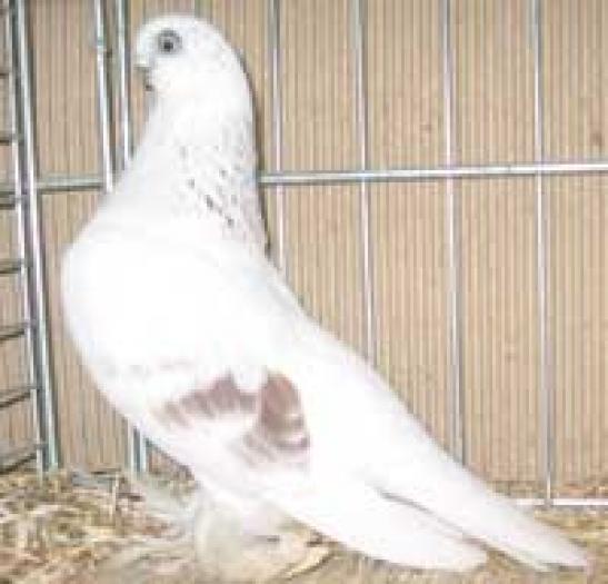 grizzle red(Berliner Kurze)