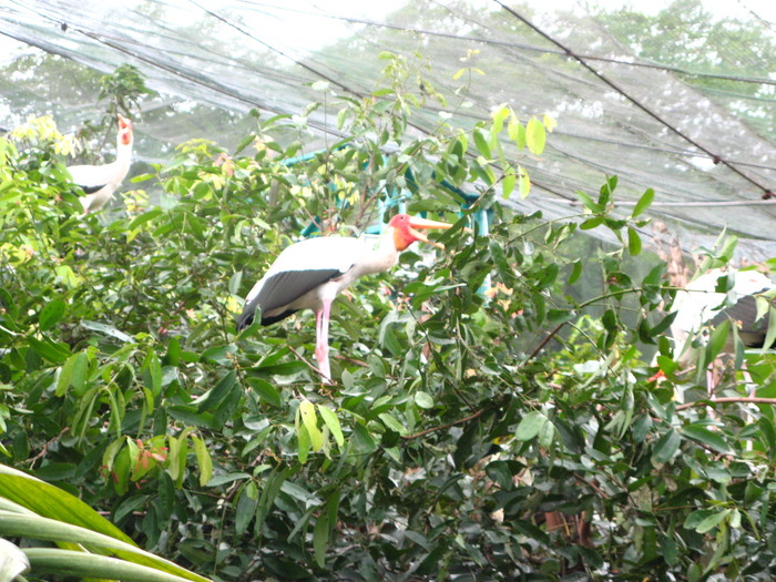 IMG_0271 - 2_1 - Kuala Lumpur Bird Park