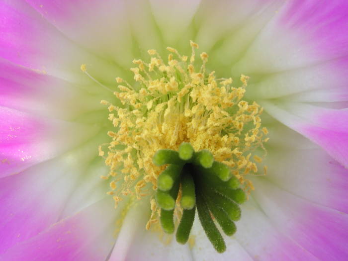detaliu floare 2 - Echinocereus