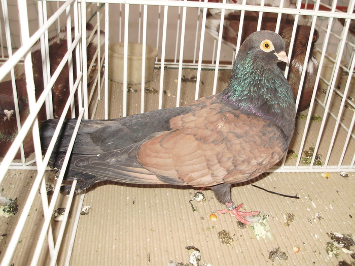 orbetean 1 - 1510 rz