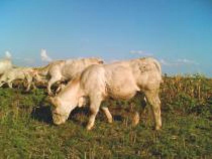 DKEFRJAIXDGJAOCBGJZ - ROMANIA-FERME-VACI -VITEI-TAURASI