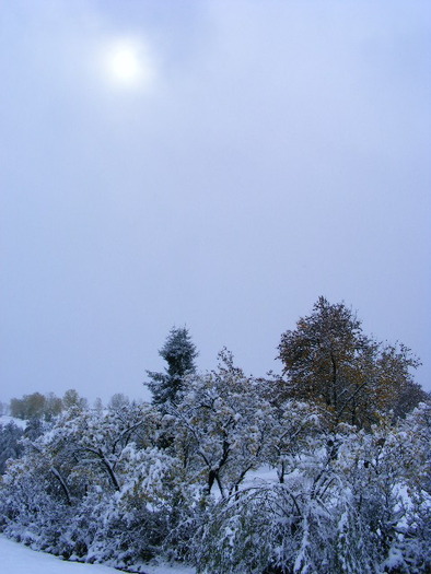 DSCF7309 - ninge in Maramu