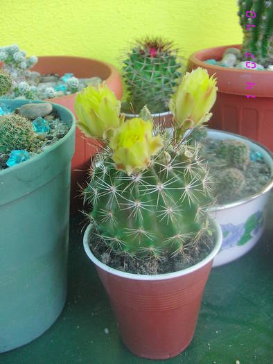 Hematocactus setispinus